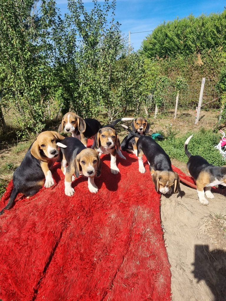 Chiot Beagle du clos des marionnieres
