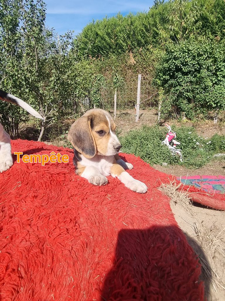 du clos des marionnieres - Chiots disponibles - Beagle